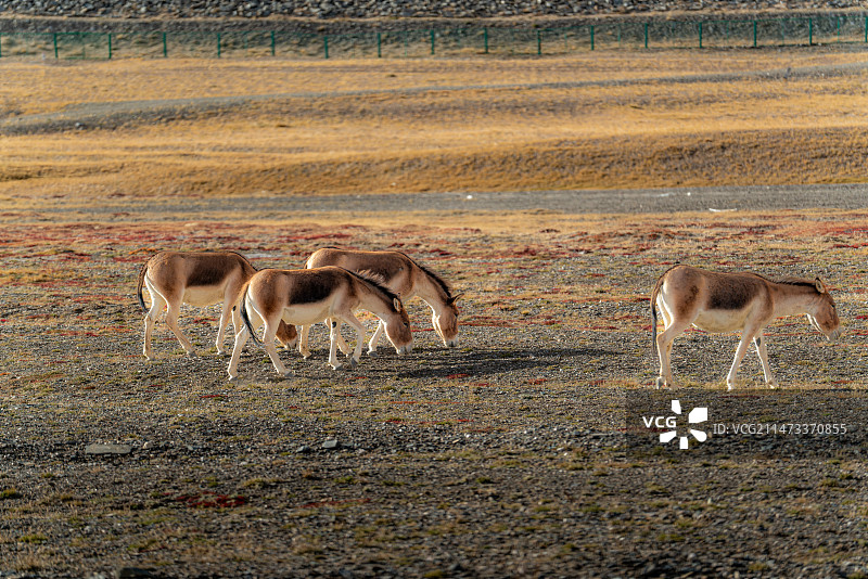 可可西里藏野驴图片素材