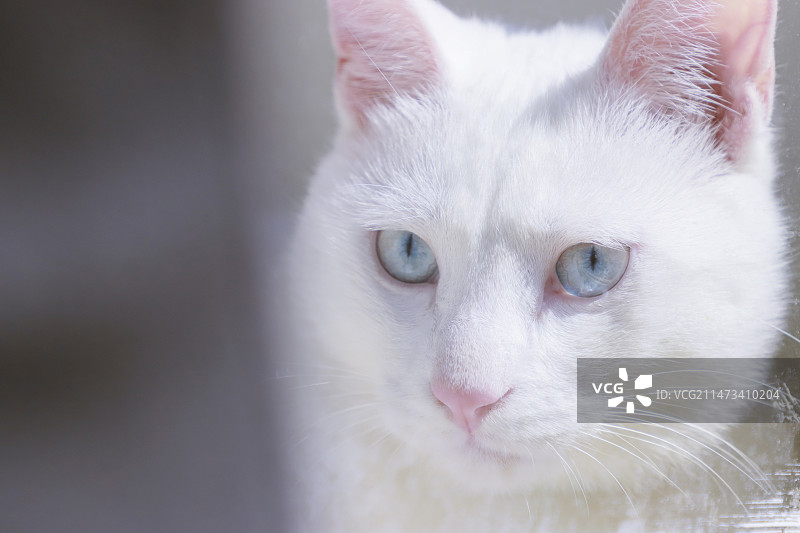 白猫的蓝色宝石眼睛图片素材