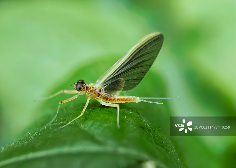 黑点短尾的蜉蝣图片素材