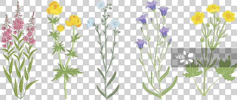 野生花卉绘画图片素材