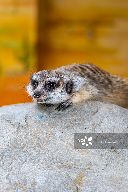 猫鼬特写图片素材