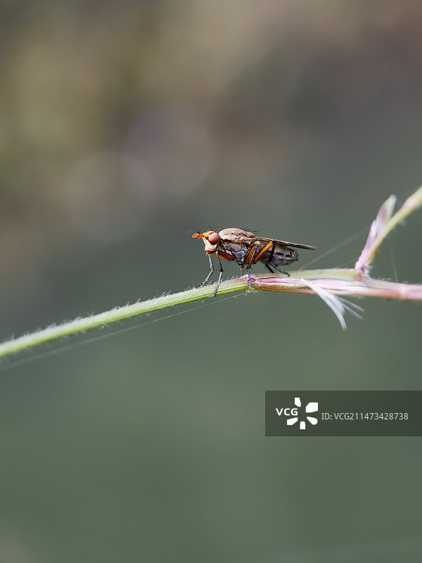 植物上昆虫特写镜头图片素材