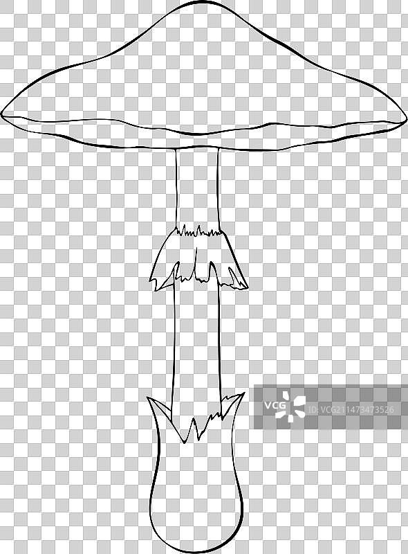 剧毒的毒伞图片素材