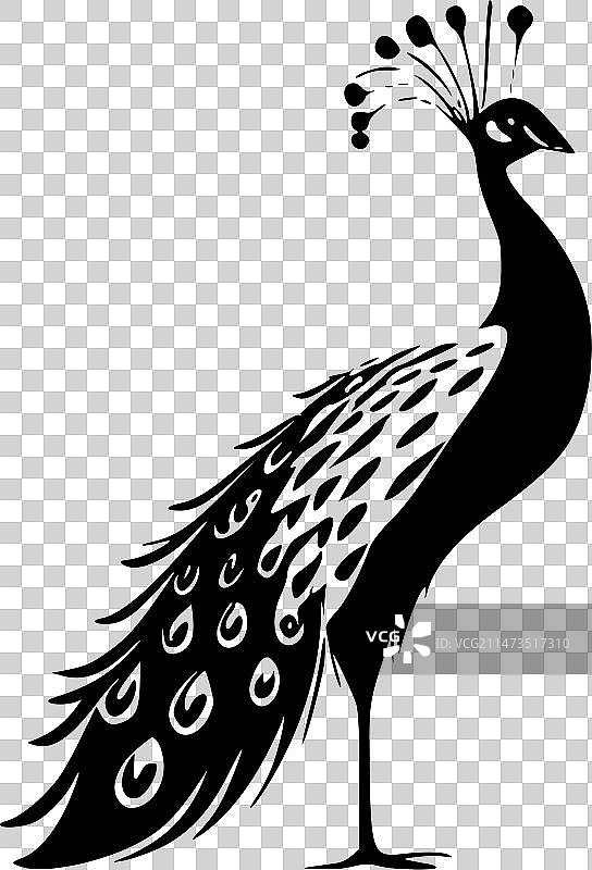 黑白孔雀隔离图标图片素材