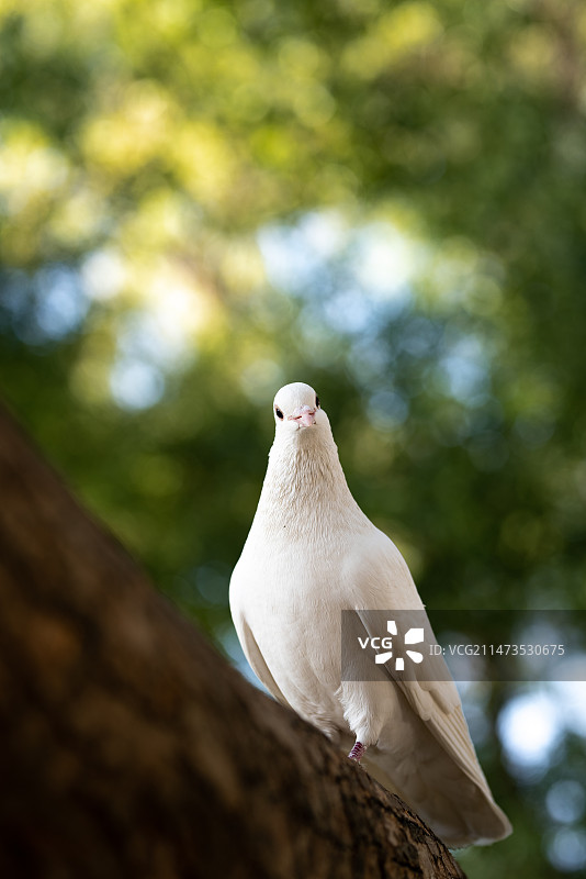 好奇的白鸽图片素材