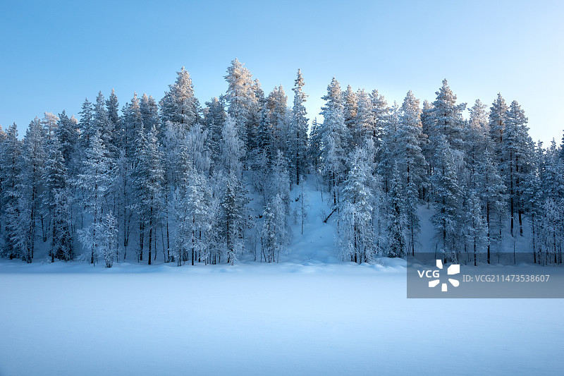 【芬兰冬日树林】图片素材