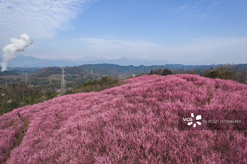 成都大邑县桃花山桃花盛开航拍图片素材