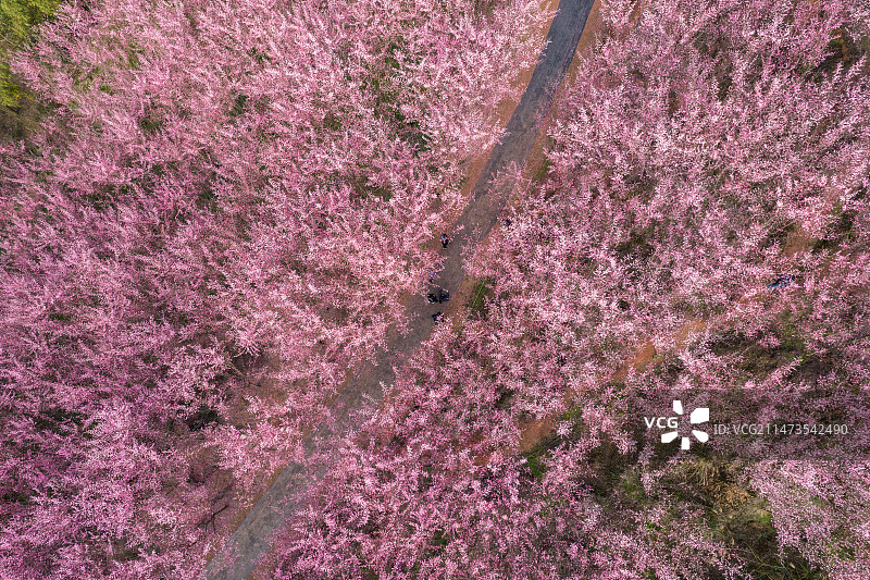 成都大邑县桃花山桃花盛开航拍图片素材