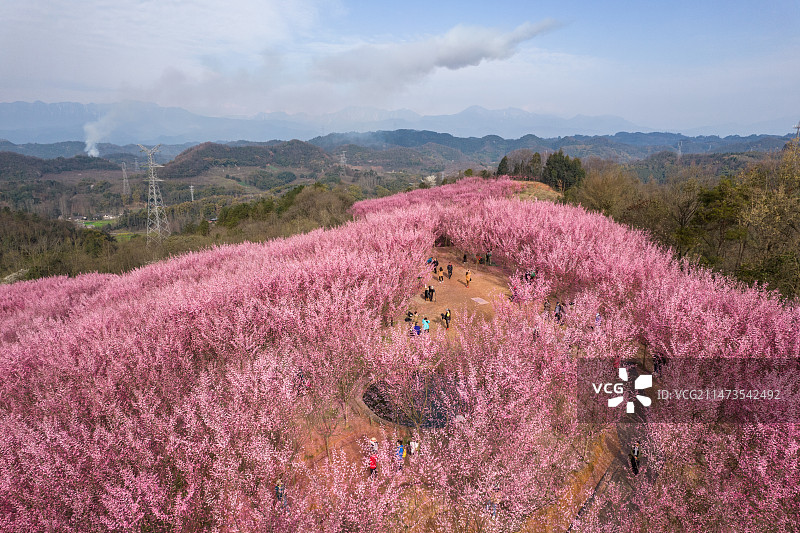 成都大邑县桃花山桃花盛开航拍图片素材