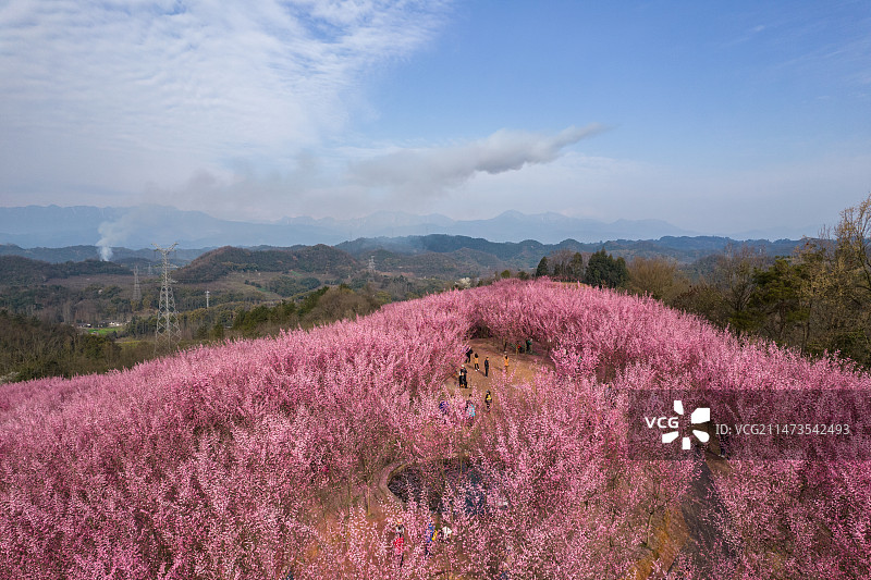 成都大邑县桃花山桃花盛开航拍图片素材