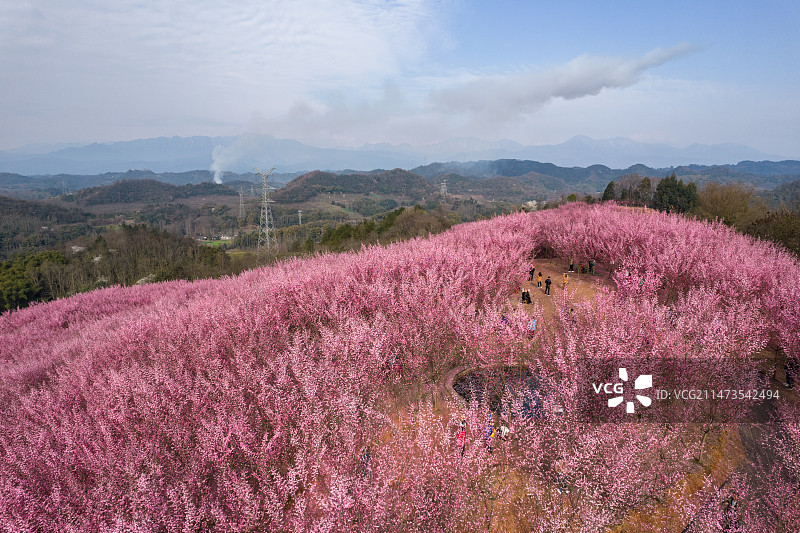 成都大邑县桃花山桃花盛开航拍图片素材