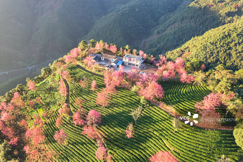 云南大理无量山樱花谷日出清晨冬樱花和茶园茶树航拍视角图片素材
