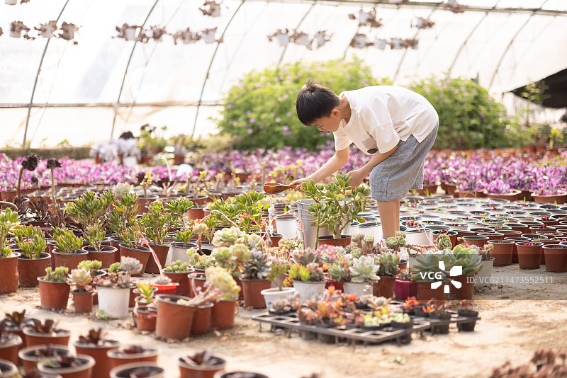 男孩在温室浇花图片素材