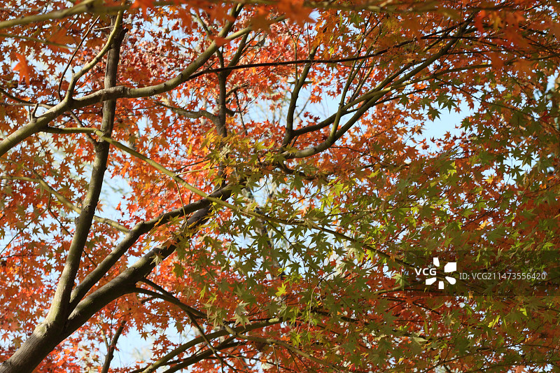 红枫图片素材