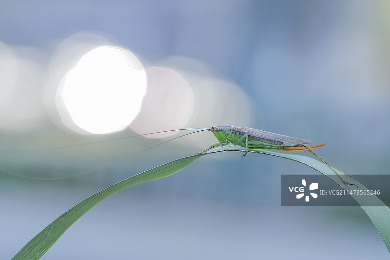 叶上螽斯特写镜头图片素材