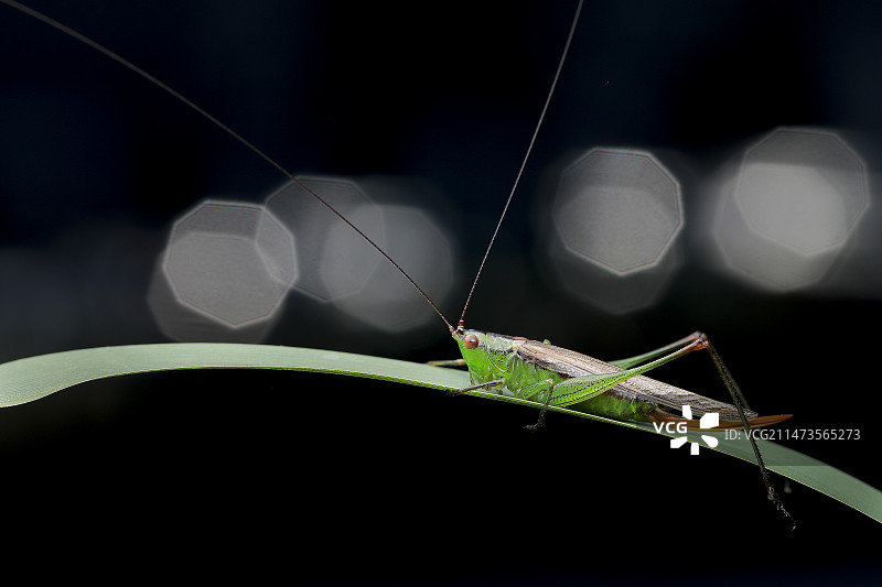 暗背景下的叶上螽斯图片素材