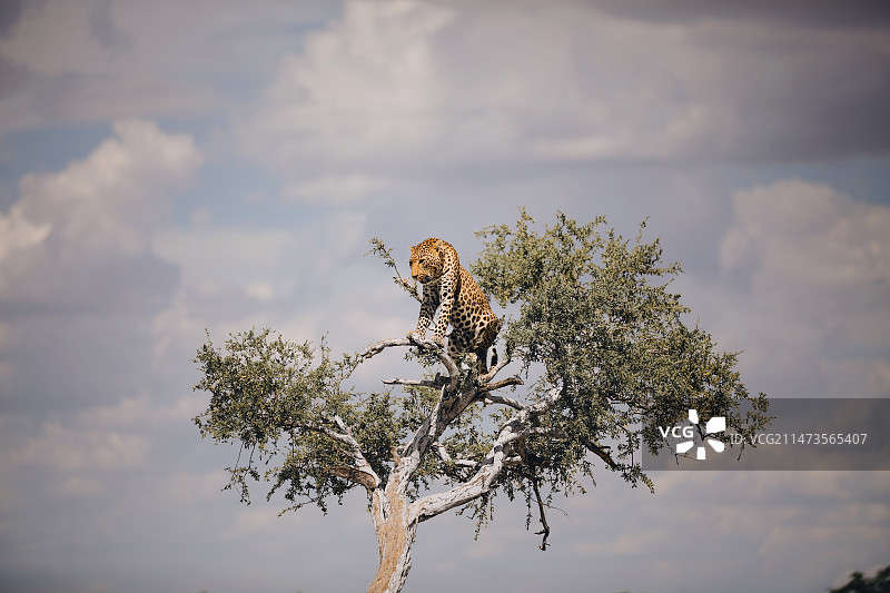 纳米比亚草原动物们 2图片素材