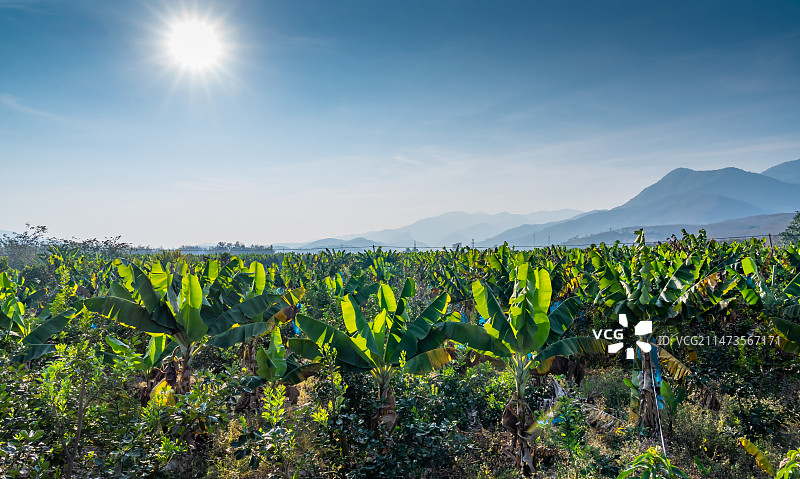 云南西双版纳打洛镇乡村香蕉园图片素材