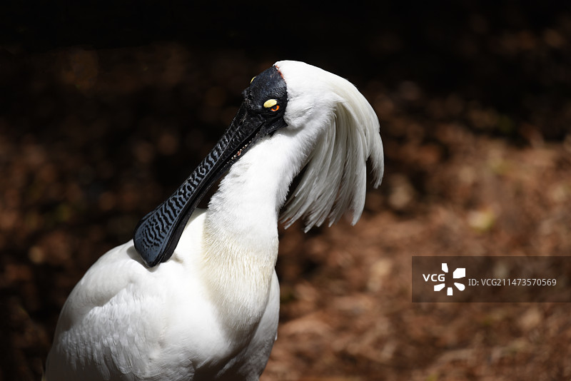 白琵鹭的特写镜头图片素材