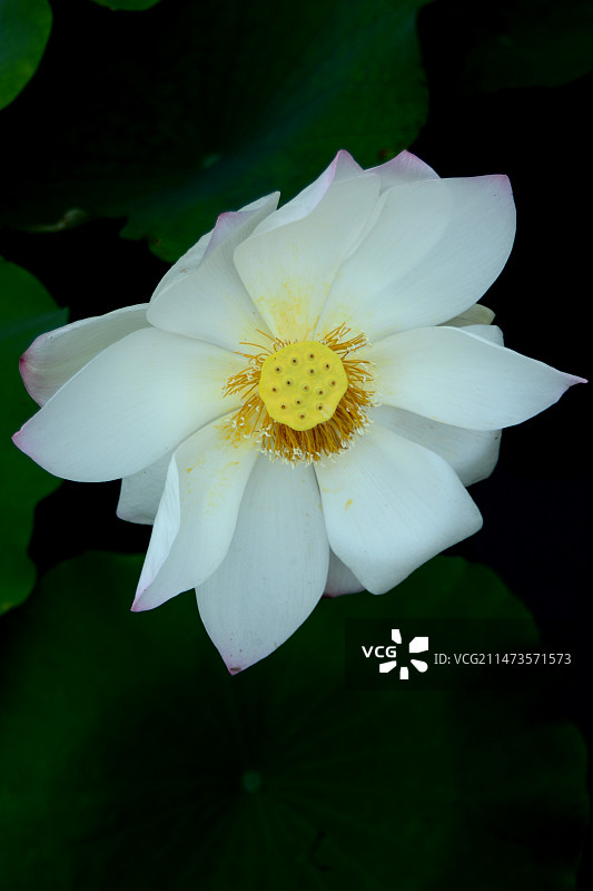 白色的荷花图片素材