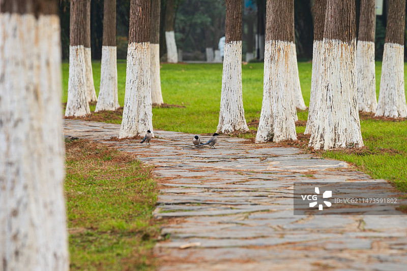 灰喜鹊在汤湖公园里的林间小道上散步图片素材