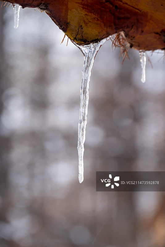 冰挂冬季冻树特写图片素材