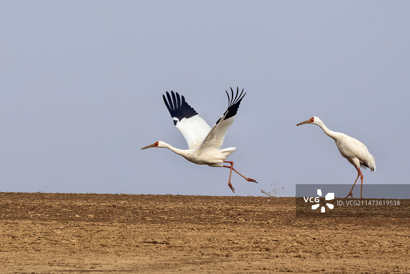 白头鹤图片素材