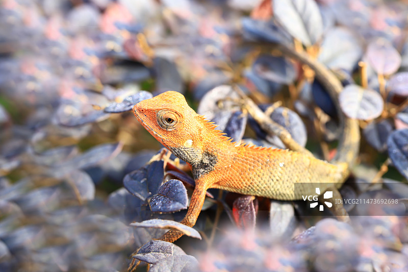 蜥蜴图片素材