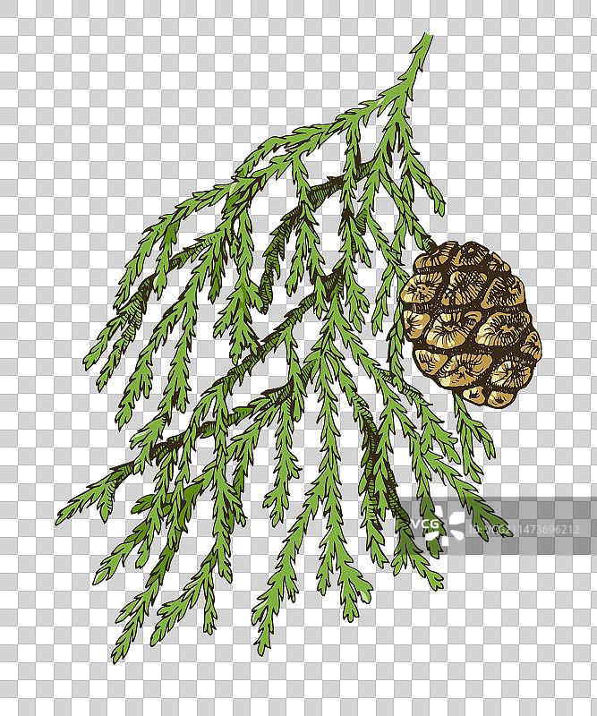 巨型红杉树枝图片素材