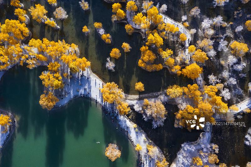 金塔胡杨林航拍图片素材