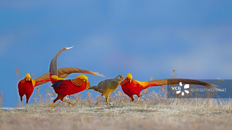 DSC00360三凤求凰图片素材