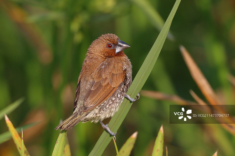 斑文鸟图片素材