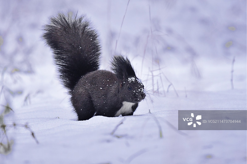 雪地大魔王图片素材