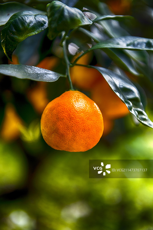 树上橘子图片素材