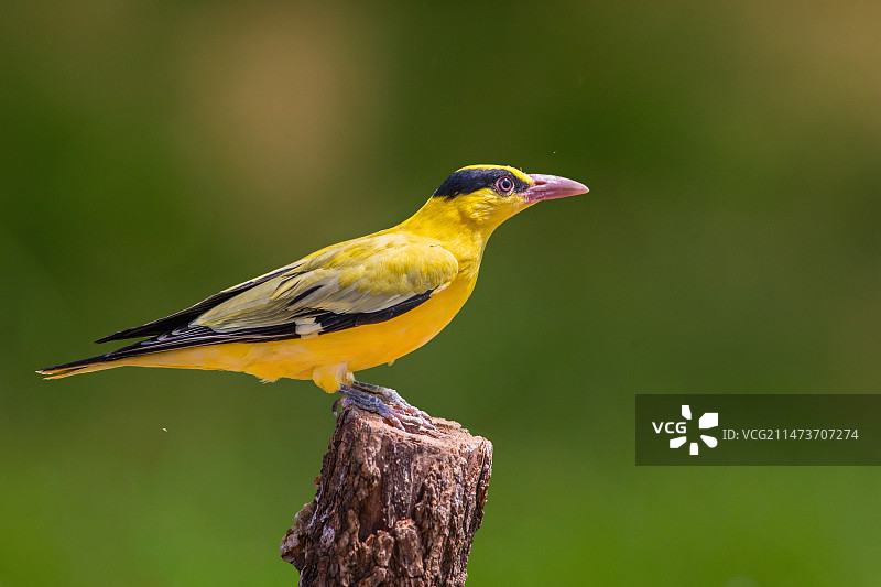黑枕黄鹂图片素材