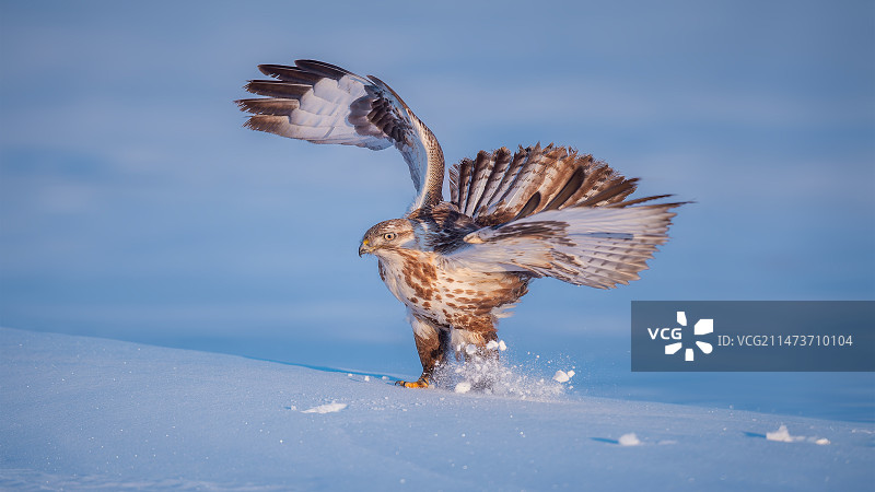雪版大鵟图片素材