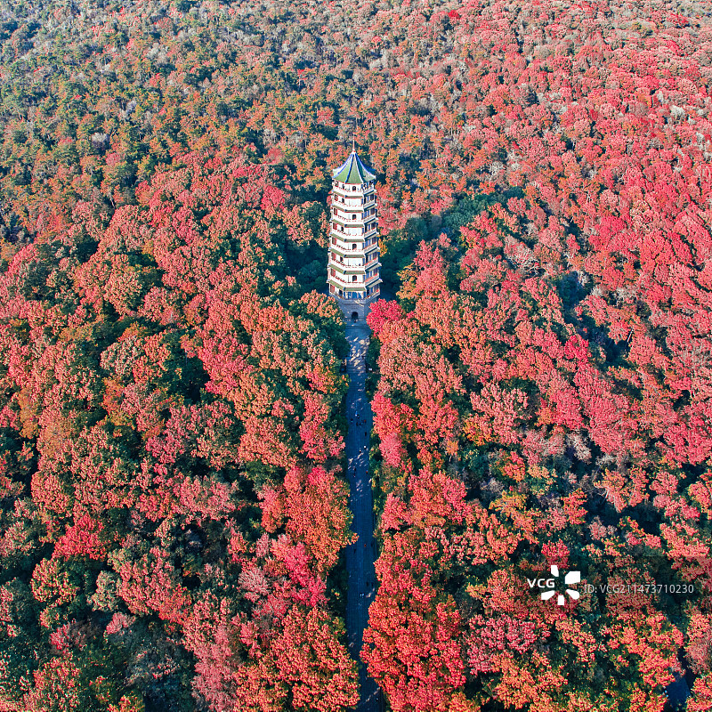 航拍秋天的灵谷塔图片素材