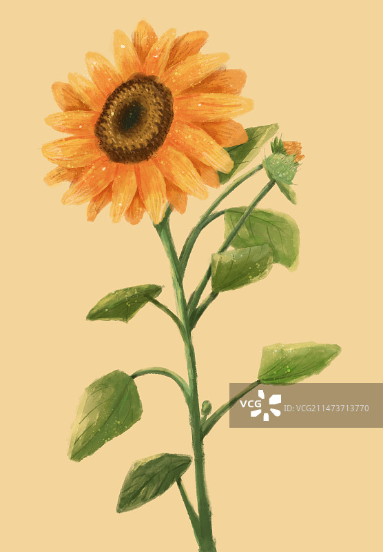 向日葵图片素材