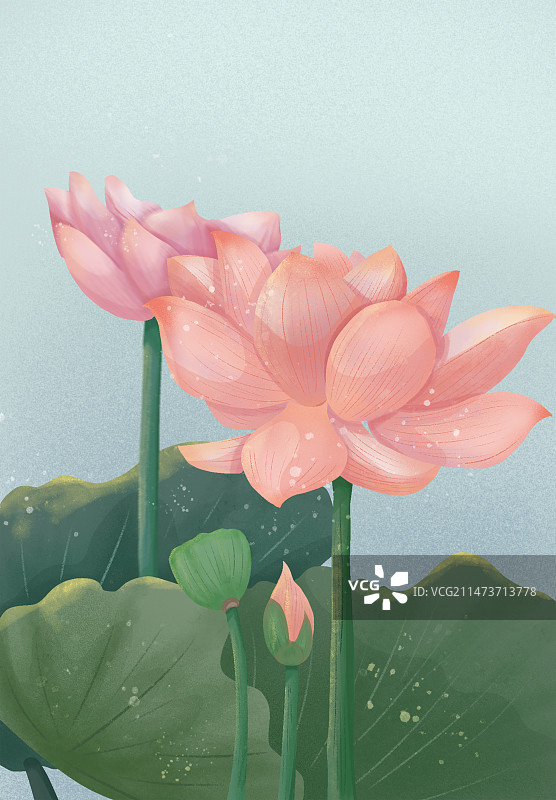 荷花荷叶图片素材