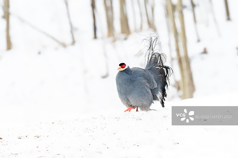 蓝马鸡图片素材