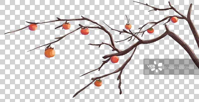 手绘柿子元素图片素材