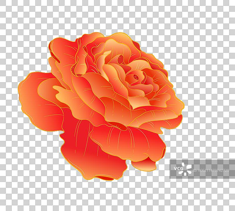 手绘月季图片素材