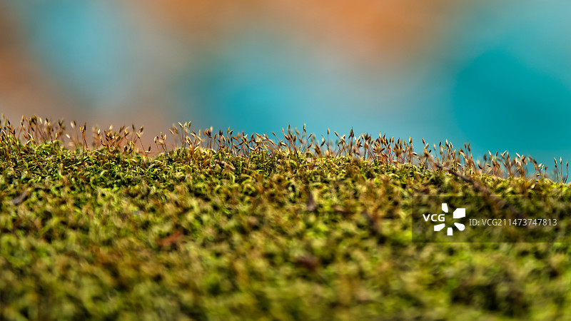 岩石上生长的苔藓图片素材