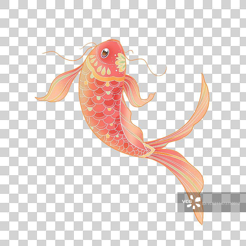 红鲤鱼图片素材