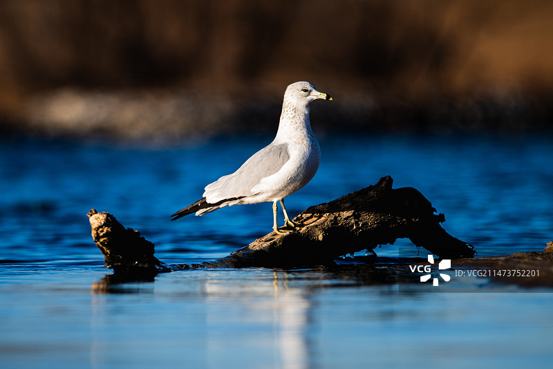 环嘴鸥日常图片素材