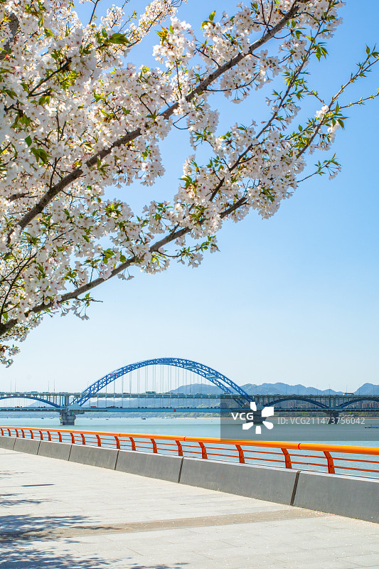 杭州 滨江区 钱塘江畔 复兴大桥 钱江 春景 樱花 春天 滨江绿道 杭州三江两岸绿道滨江段图片素材