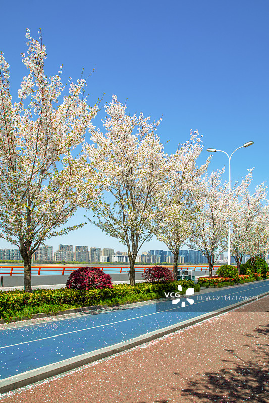 杭州 滨江区 橡胶跑道 春景 樱花 春天 滨江绿道 杭州三江两岸绿道滨江段 滨江最美樱花跑道 步道图片素材
