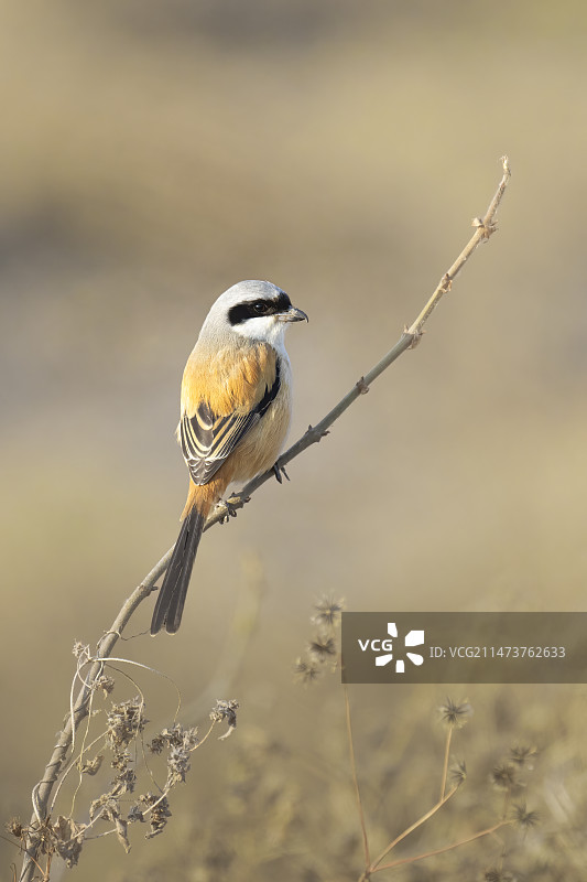 伯劳 小鸟特写图片素材
