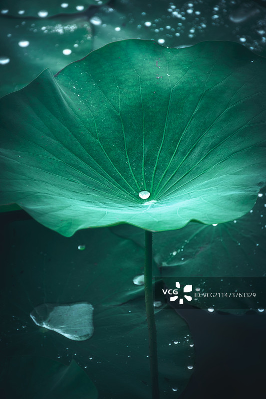 夏天雨后的池塘雨水落在荷叶上形成的露珠图片素材