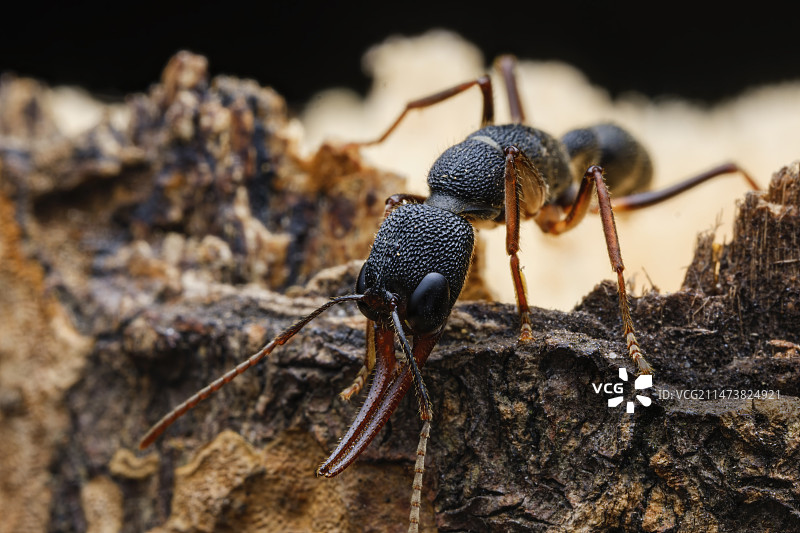 猎镰猛蚁图片素材